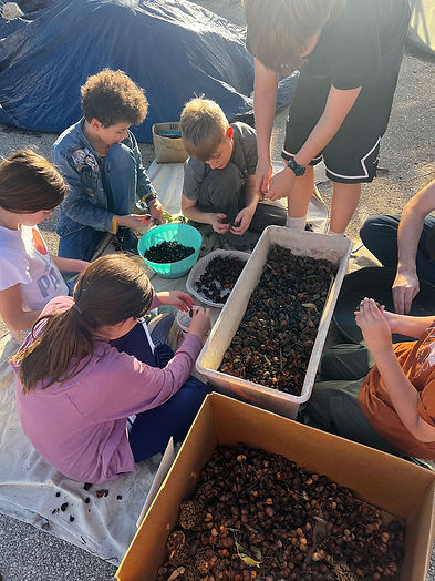 seed sorting.jpg
