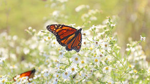 Butterfly Release