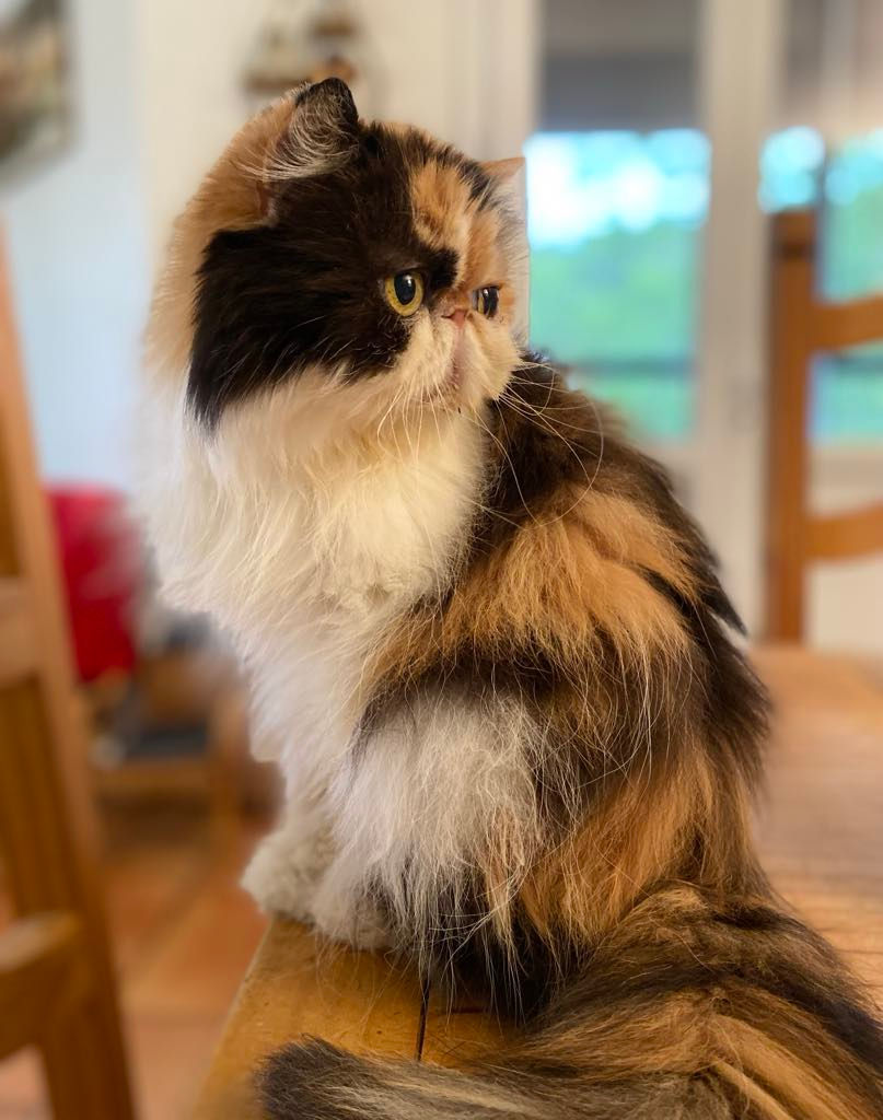 No Comment Fashion Victim