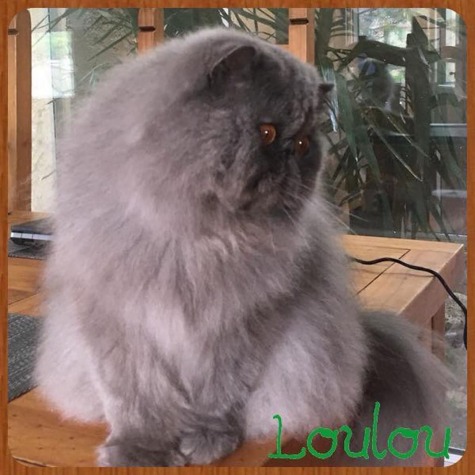 Look At Me du Jardin des Loges