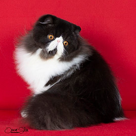 chat Persan femelle