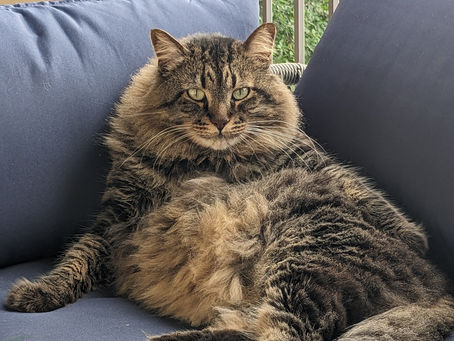 🐱 Pet Parents: Don't Forget the Cats! 