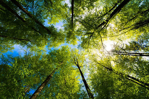 Arbres vue du ciel.PNG