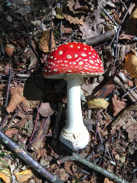 Fly agaric