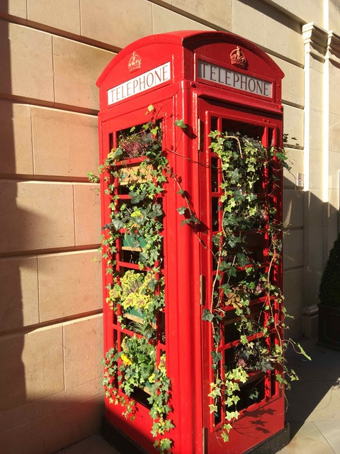Ivy cascading from Bath telephnone box