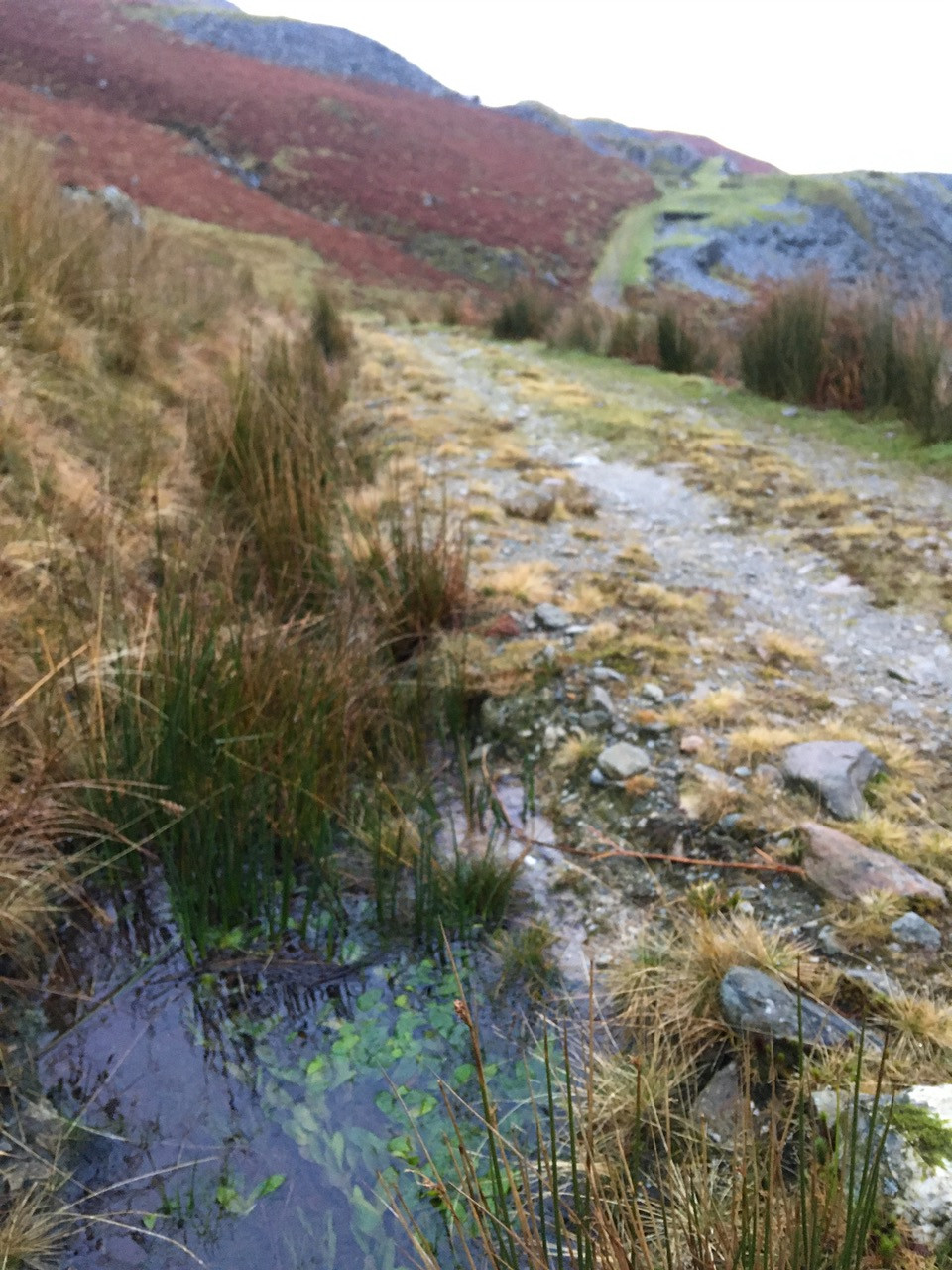 Water world hosting pond weed and common rush