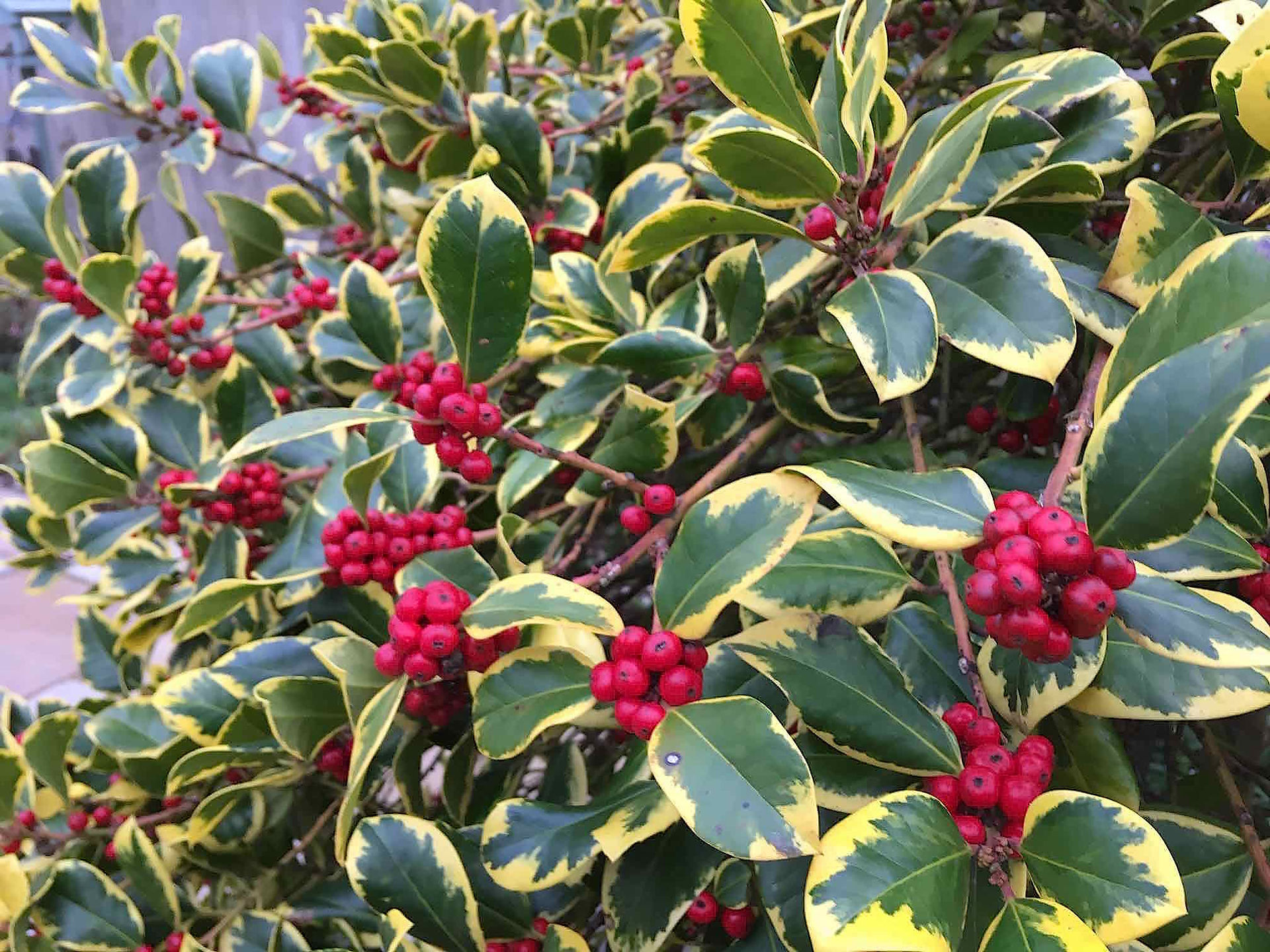 Ilex x altaclerensis 'Golden King'