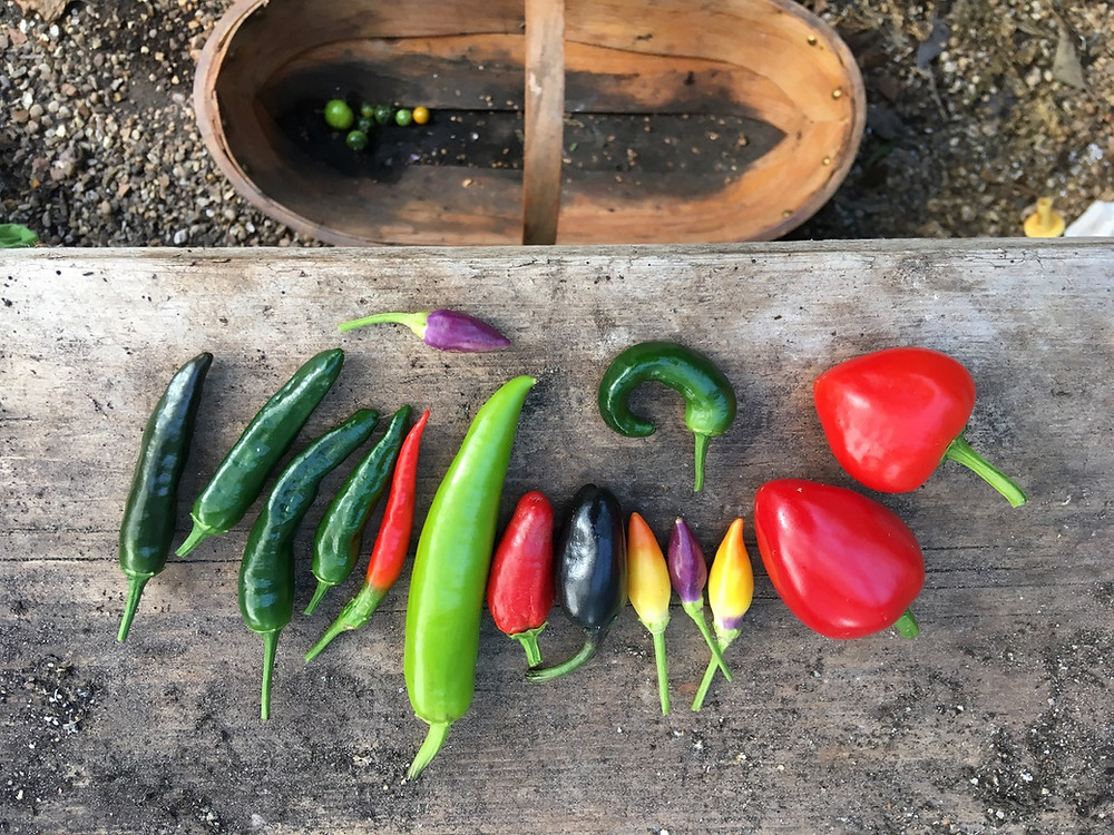 Rainbow coloured chilli harvest