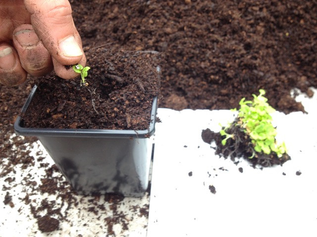 Potting on seedlings