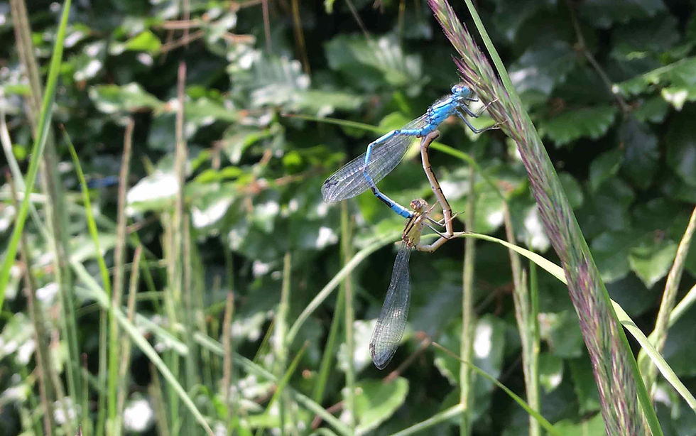 Damselflies mating