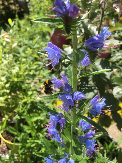 B.hortorum Echium © Jean Vernon 2020