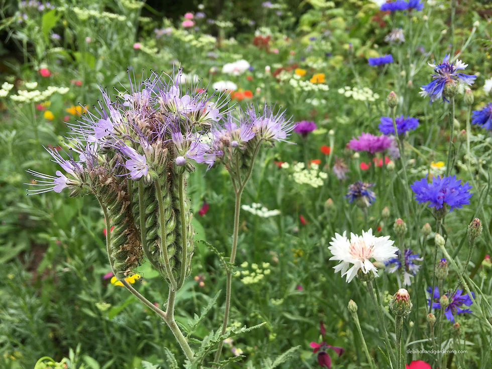 Phacelia tanacetifolia and cornflowers