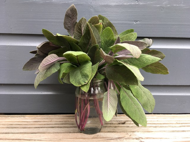 Sage in a jar