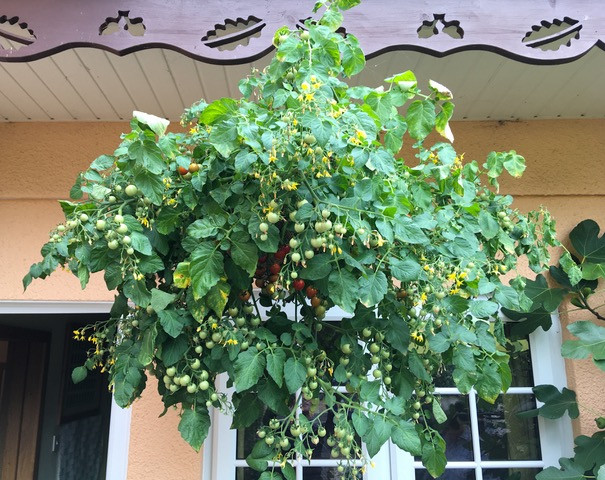 Fabulous tomato hanging basket 'Hundreds & Thousands'