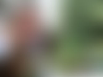 Garden News Magazine November