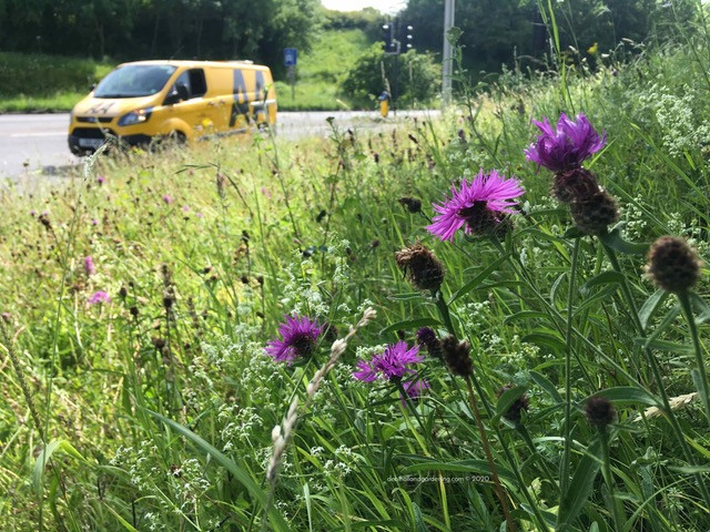 Knapweed on the roadside
