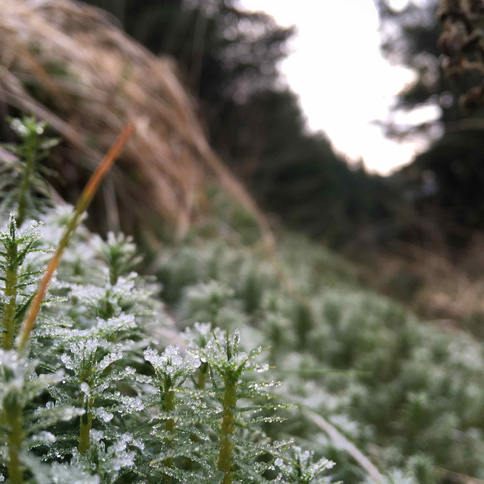 Frost foliage on forest bike ride