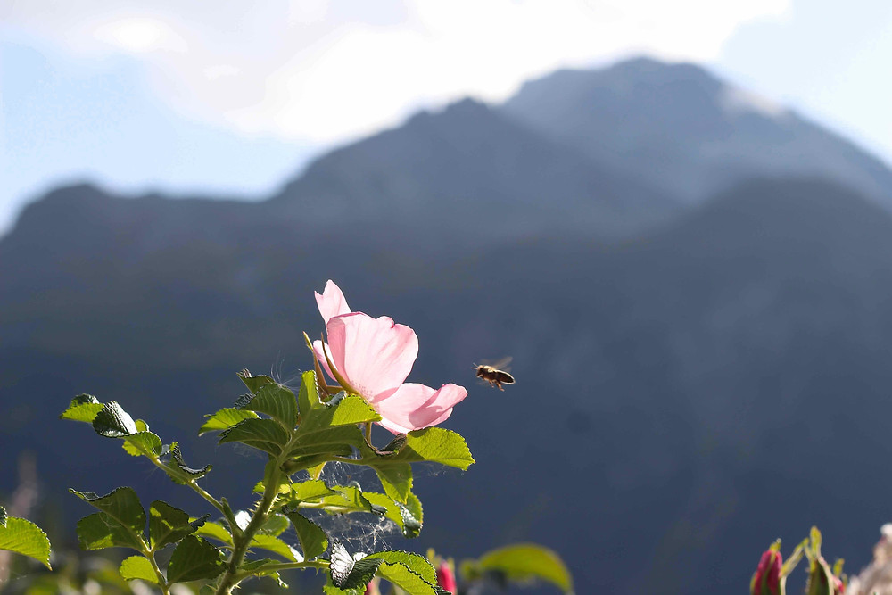 Bee pollinating Rosa rugosa in the Alps