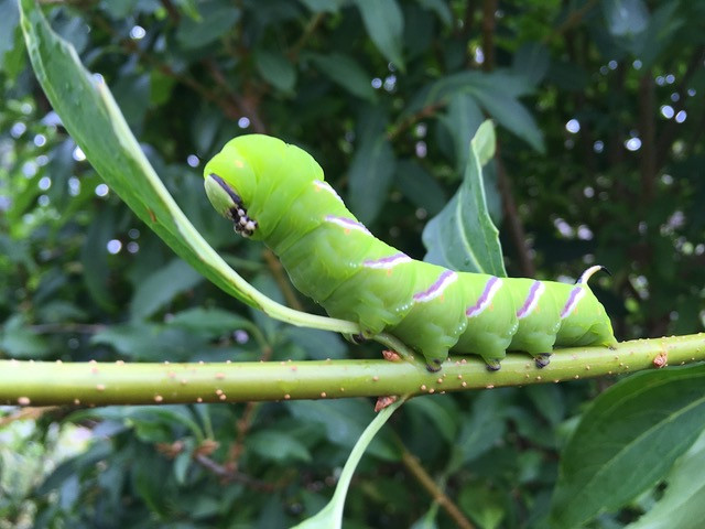 Tomato hornworm catapillar