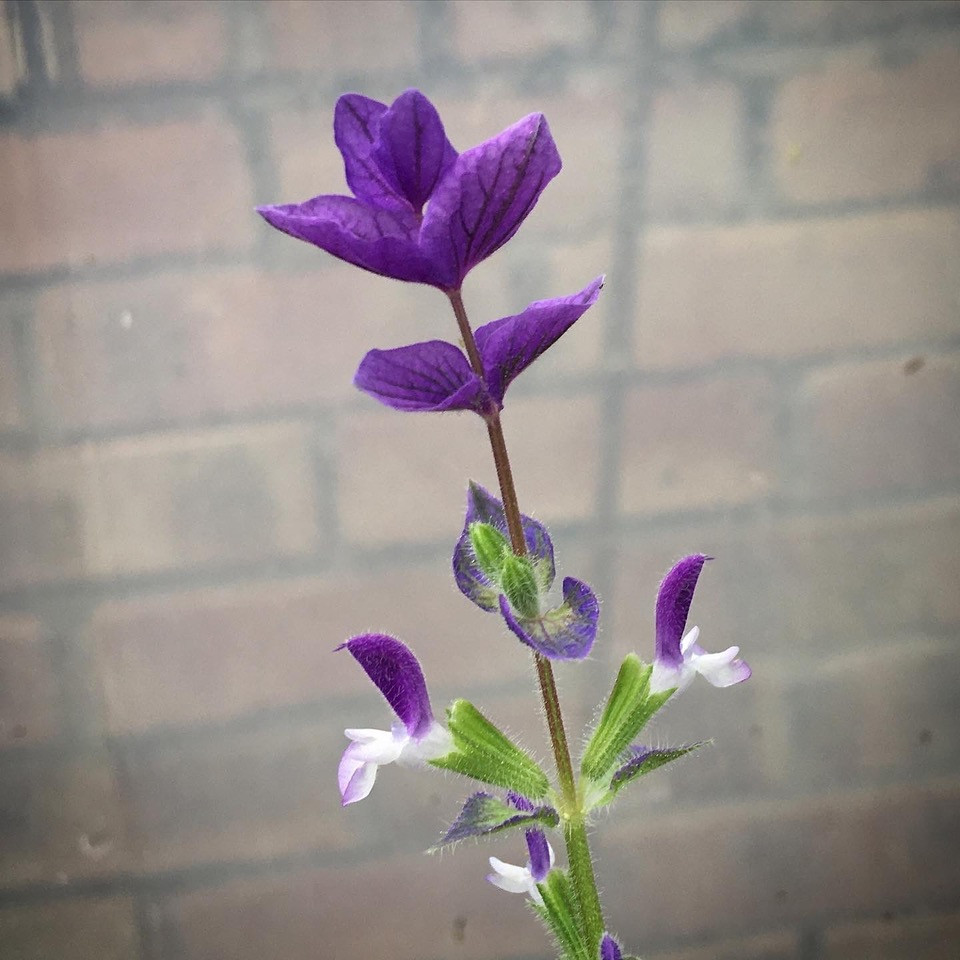 Salvia virdis ‘Blue Monday’