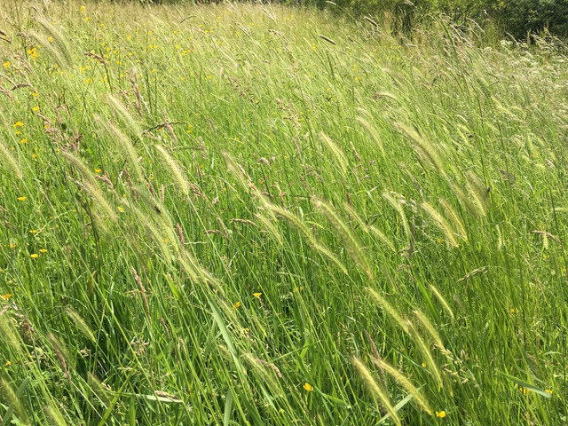 Grasses in a wildflower meadow