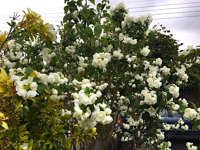 Philadelphus, Mock Orange