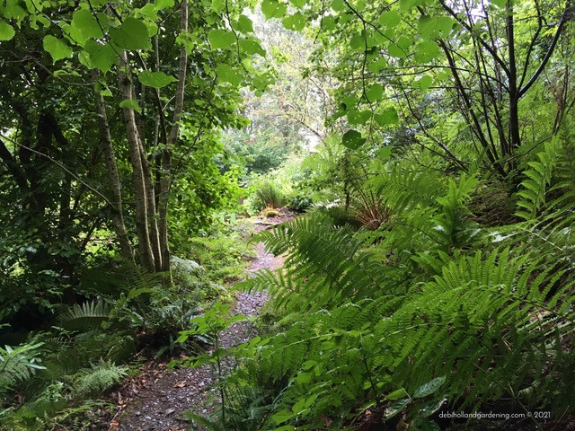 Wilderness tamed. Ferns & paths saved from smothering weeds
