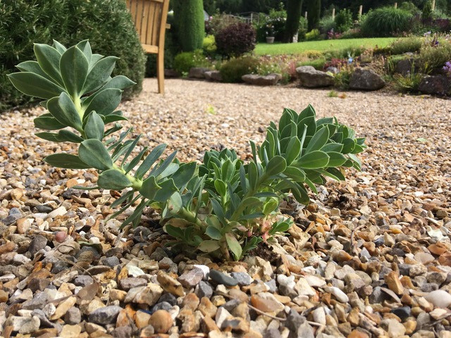 Free plants - plants self seed in gravel