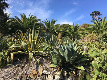 Ventnor Botanic Garden