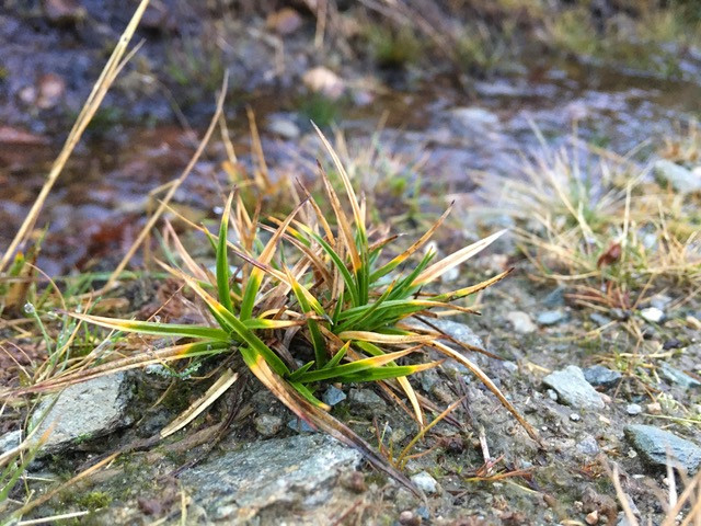Quillwort along mountain stream bank