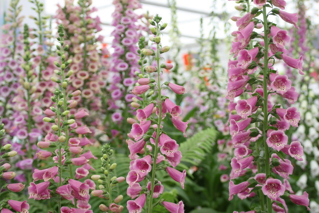 Fantastic Foxgloves - taken at RHS Chelsea 2015