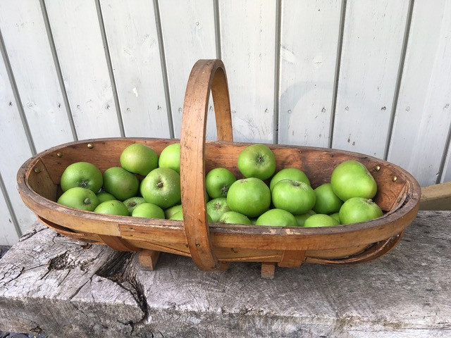 Abundant apple crop
