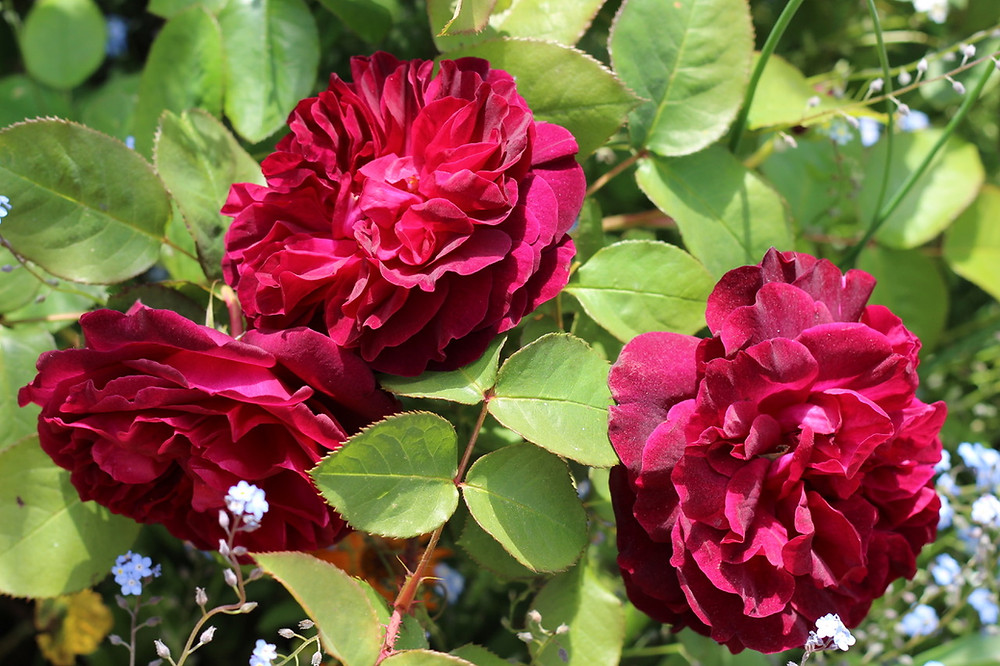 Rosa 'Munstead Wood' sublime scent