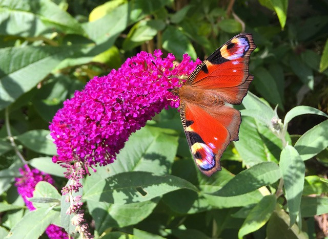 Peacock butterfly on 'Buzz Magenta' buddleja
