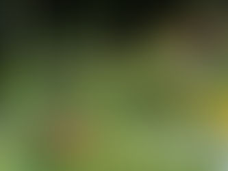 How to Find Sanctuary in a Pandemic