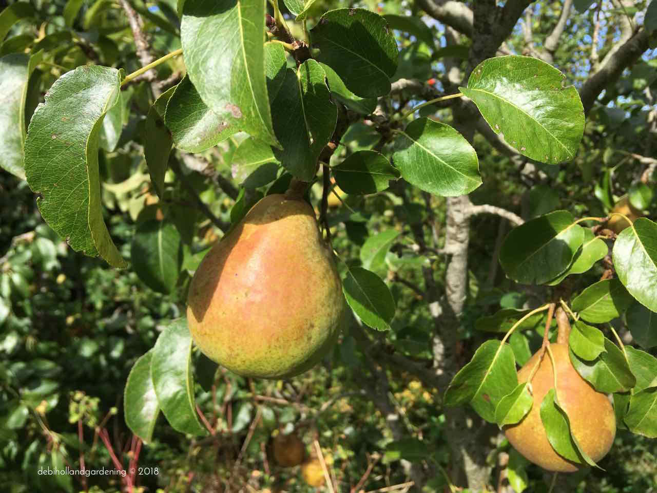 French pear