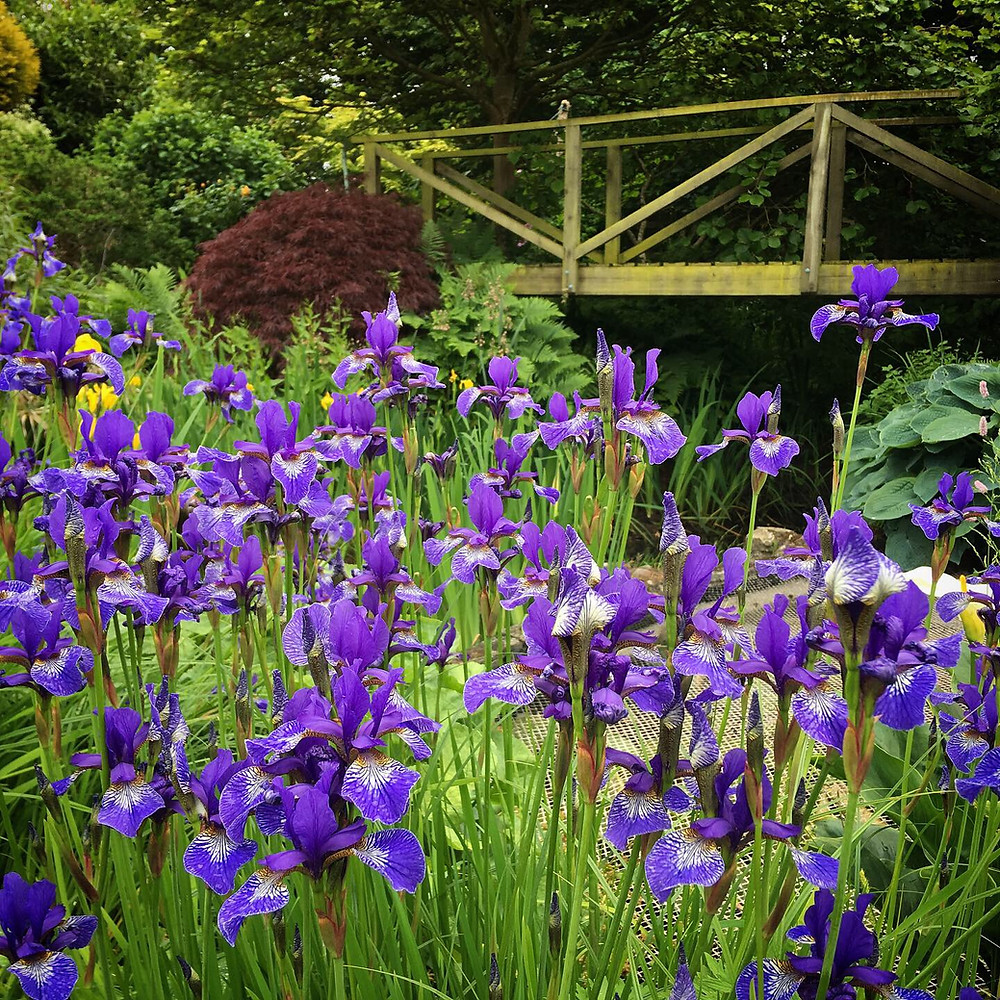 Iris dance in the breeze at the pond