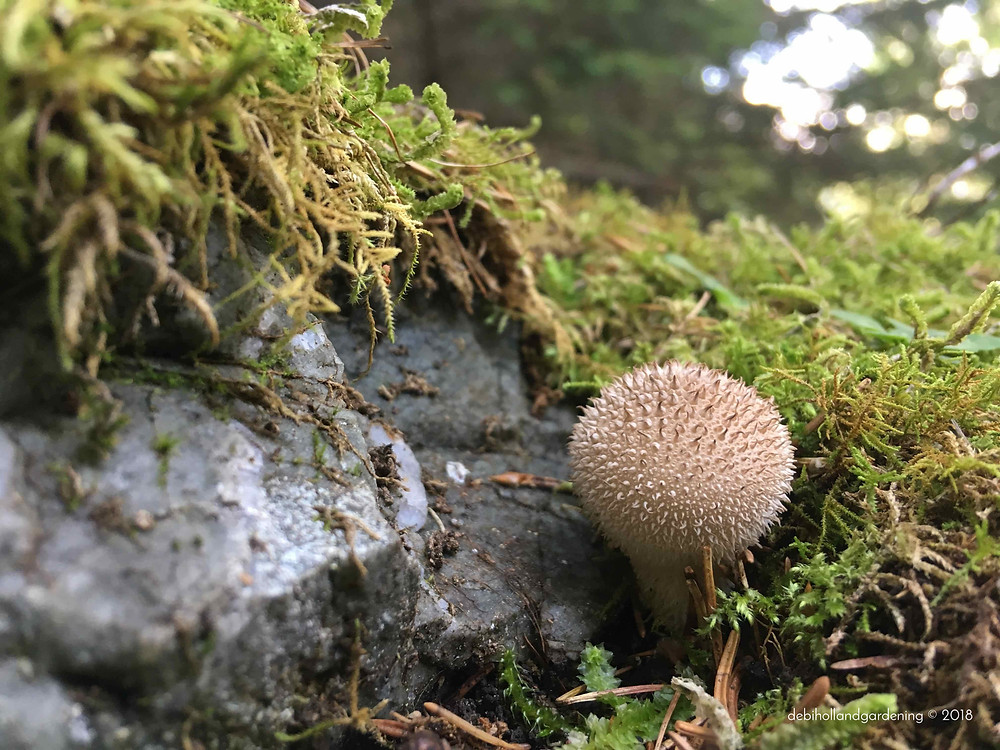 Lycoperdon perlatum, Common Puffball