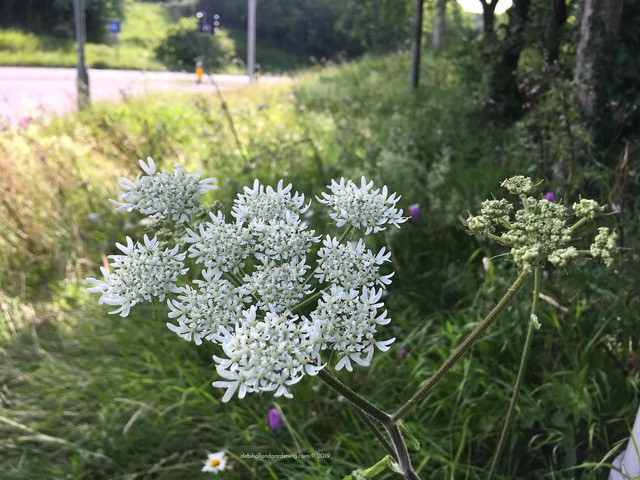 Hogweed and grasses
