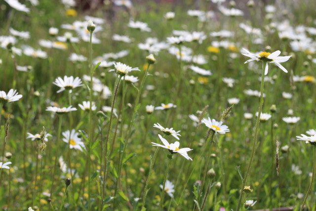 Front lawns host many beautiful flowers when left unmown