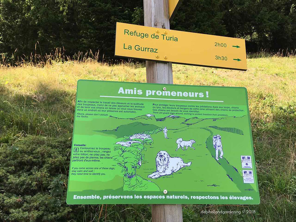 Beware of wild dogs whilst walking in the alps