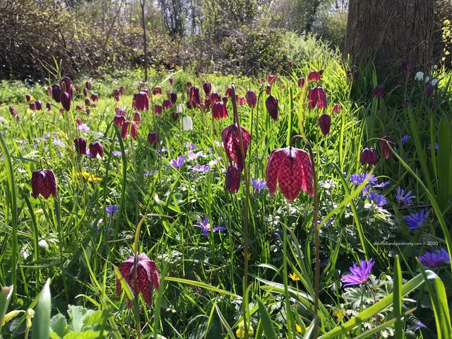 Fritillary meleagris meadow