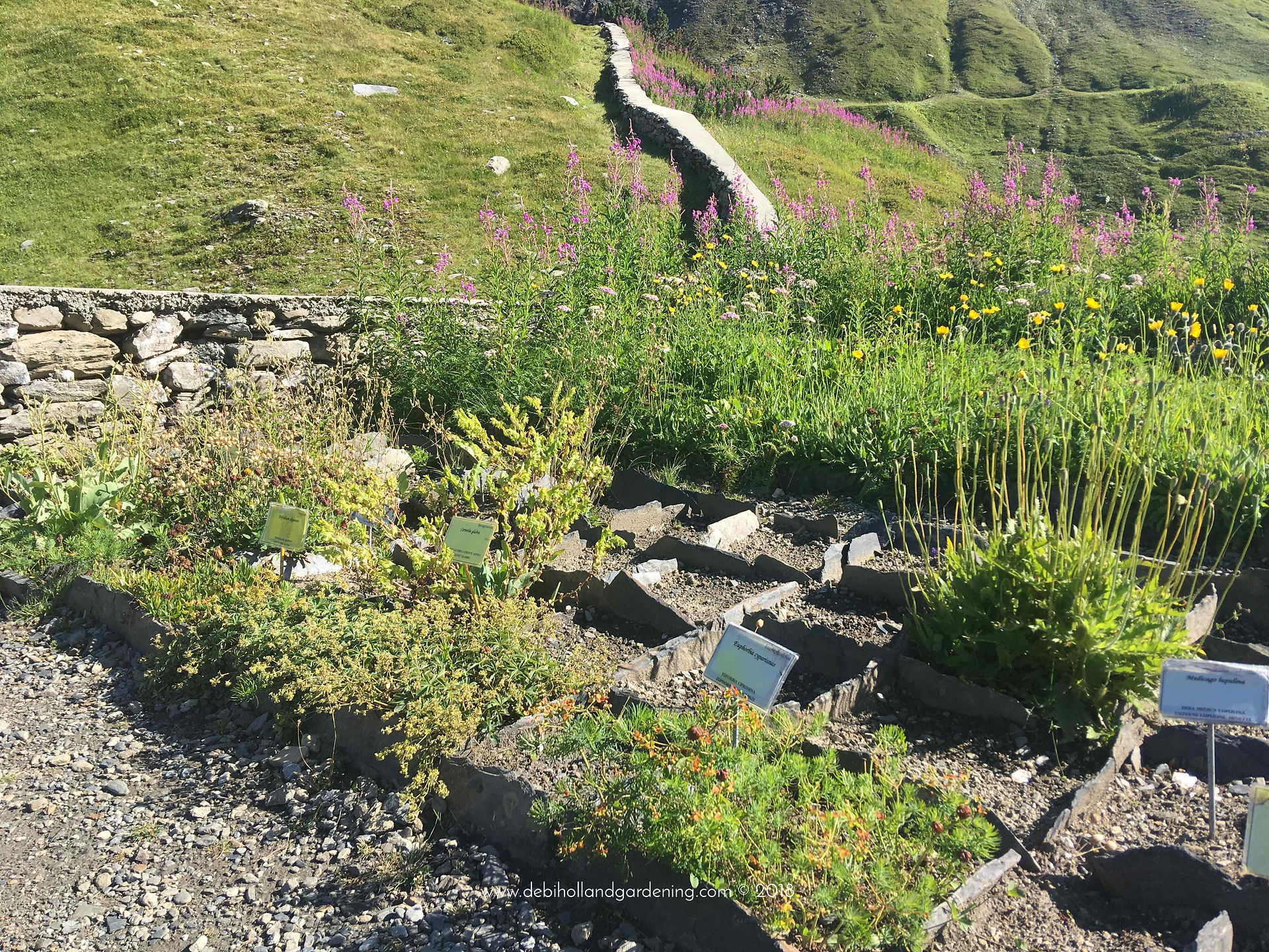 Seedbeds brimming with flora