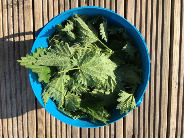 Making nettle tea