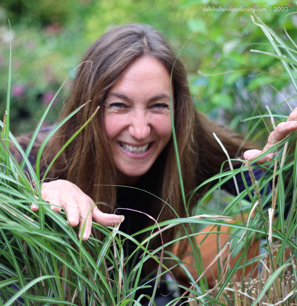 Happy with my rescued Miscanthus sinensis grasses