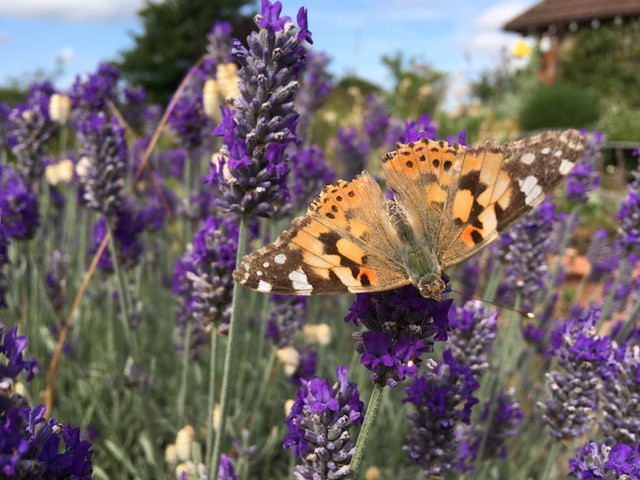 Vanessa cardui, Painted Lady butterfly on lavender