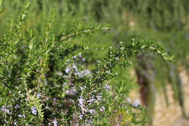 Rosemary