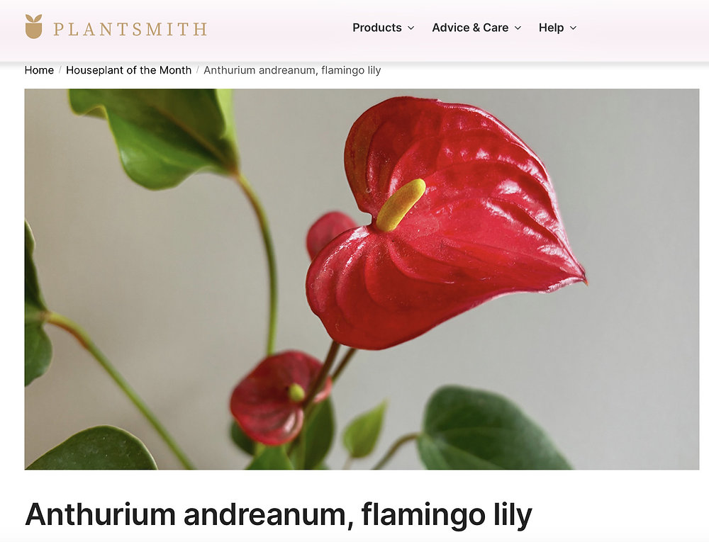 Plantsmith Anthurium