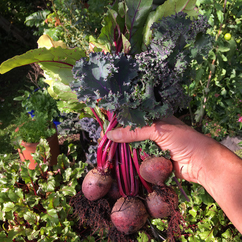 Homegrown beetroot and kale