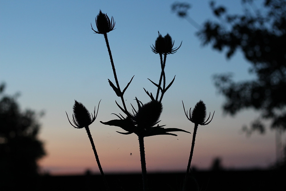 Teasels in the night garden